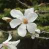 kensan___