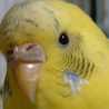よすぴろ