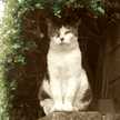 TemCat