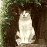 TemCat