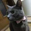 ☆nyan10ka☆
