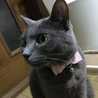☆nyan10ka☆