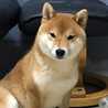 柴犬リク