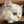 もちねこ☆