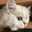 もちねこ☆