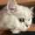 もちねこ☆ もちねこ☆