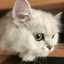 もちねこ☆