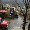 市松柘榴
