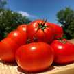 TomatoClub