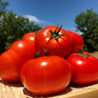 TomatoClub