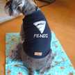 犬と私