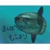 まんぼうあぜる