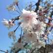 緋色の桜