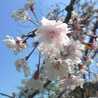 緋色の桜