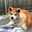 はっぱ犬