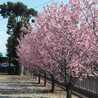 ishinolee