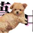 すずきりの