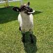 sheep125