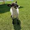 sheep125