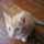 にゃんこの飼い主 にゃんこの飼い主