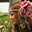Lily_goa