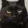 猫ひなこ
