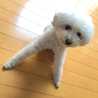 トイプーのBuddy