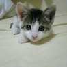 くまぃん