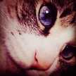 catmam5