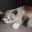 katze☆
