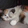 katze☆