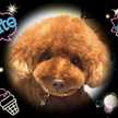cocoa♡love