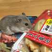 ♡チッチ♡