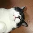 ダイエットしたい猫