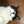 ダイエットしたい猫