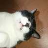 ダイエットしたい猫