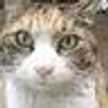 かず猫