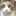 かず猫