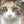 かず猫