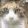 かず猫 かず猫