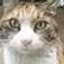 かず猫
