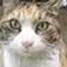 かず猫