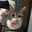猫も好きだけど犬派