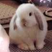 ほわほわゆきたむ