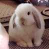 ほわほわゆきたむ
