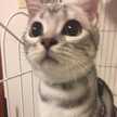 がほんず