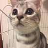 がほんず