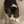猫リン