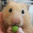ふぁむ君
