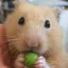 ふぁむ君